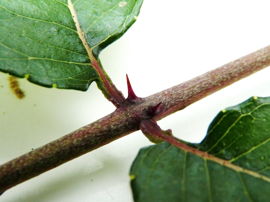 {Zanthoxylum clava-herculis}